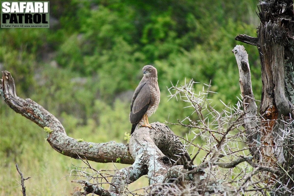 Ormrn. (Serengeti National Park, Tanzania)