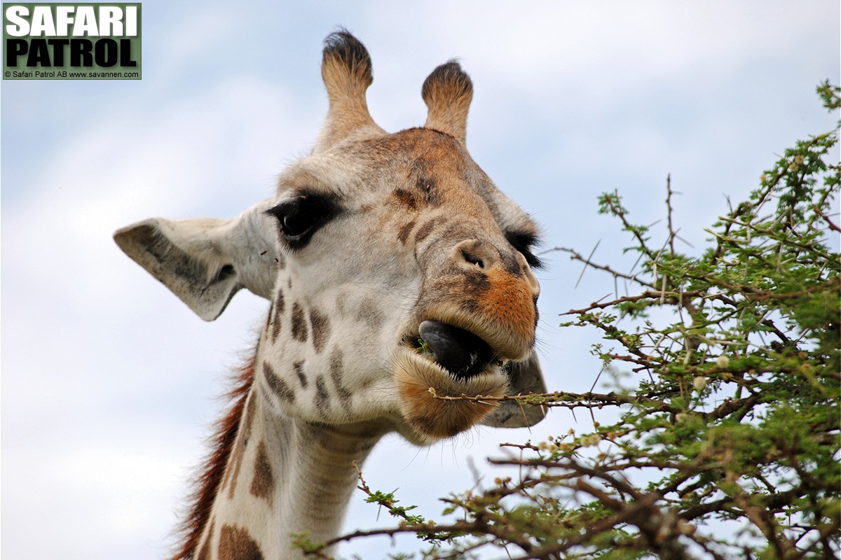 Portrtt av en giraff. (Serengeti National Park, Tanzania)