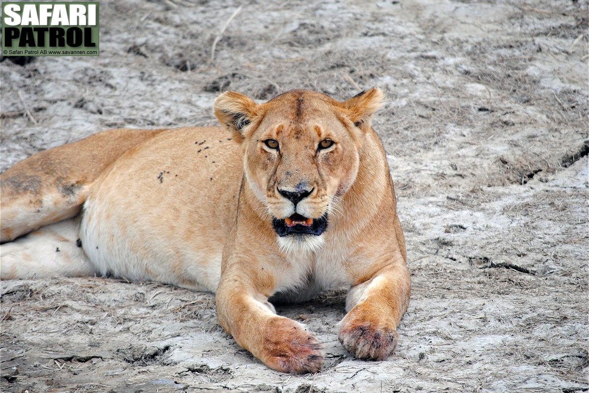 Lejon. (Sdra Serengeti National Park, Tanzania)