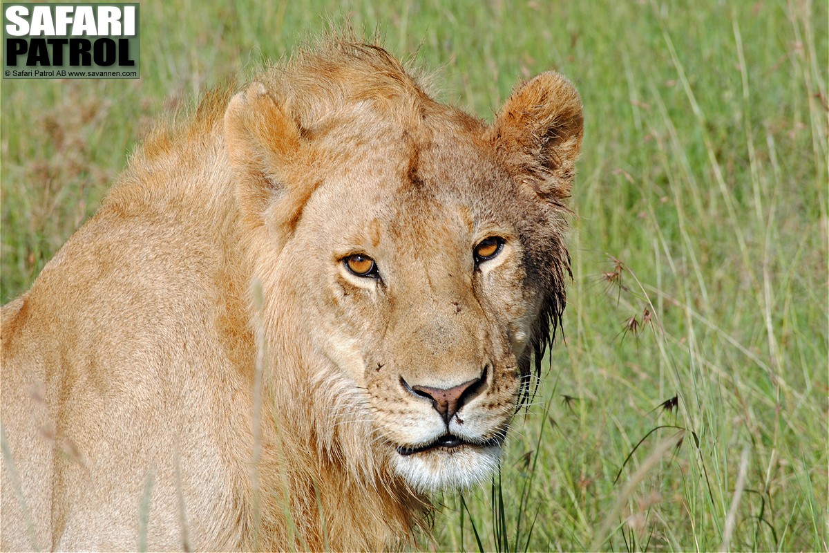 Lejon i savanngrset. (Centrala Serengeti National Park, Tanzania)