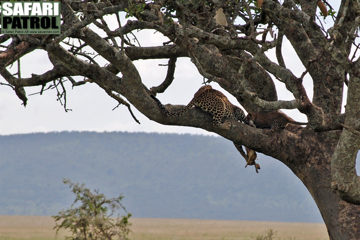 Leopardmamma trnar sin unge med fngad hare. (Serengeti National Park, Tanzania)