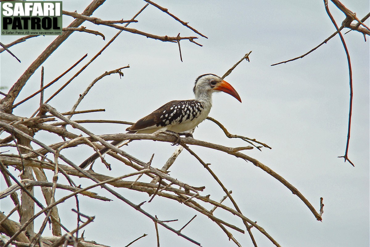 Rdnbbad toko. (Tarangire National Park, Tanzania)