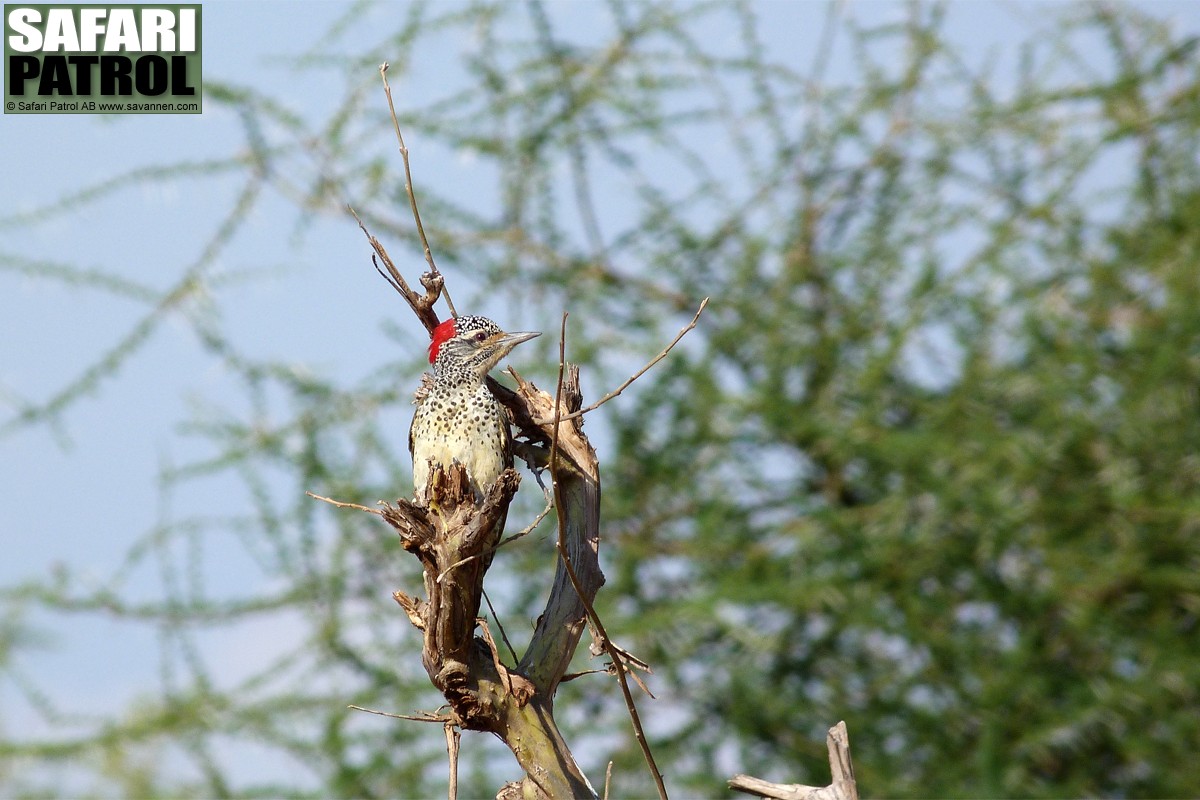 Nubisk spett. (Tarangire National Park, Tanzania)