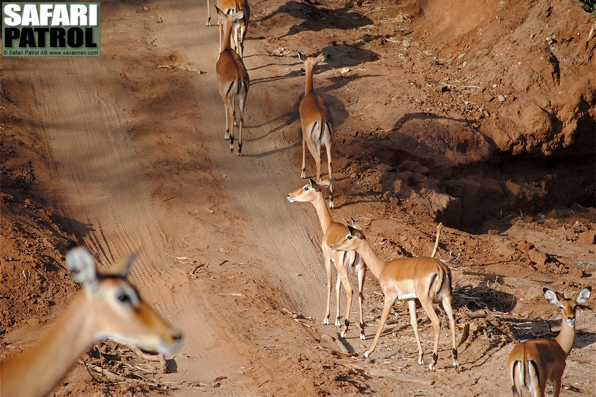 Impalaantiloper. (Tarangire National Park, Tanzania)