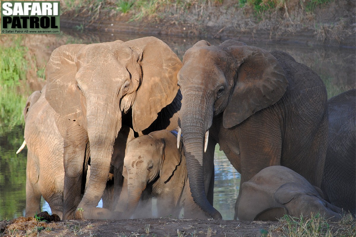 Elefanter. (Tarangire National Park, Tanzania)