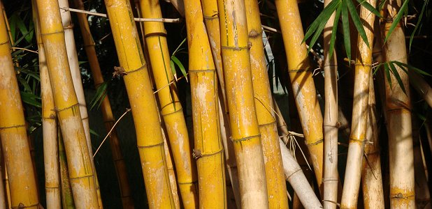 Storväxt bambu i en östafrikansk trädgård.