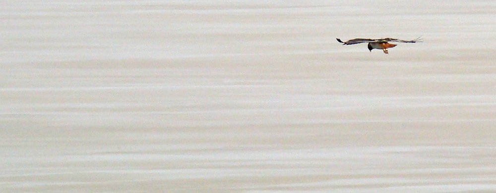 Augurvråken är en av de vanligaste rovfåglarna. Här över Lake Manyara.