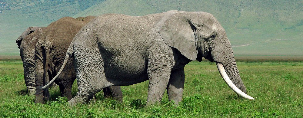 Afrikansk elefant.