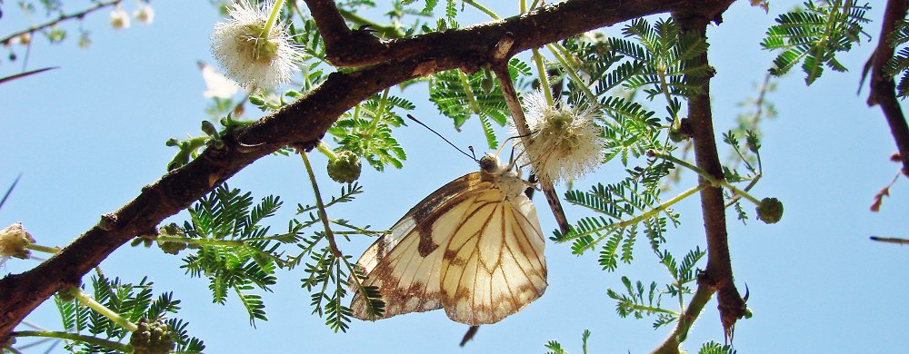 Belenois aurota – Brown-veined white.