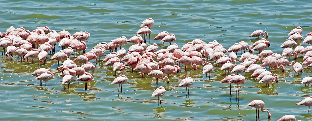 Flamingor.