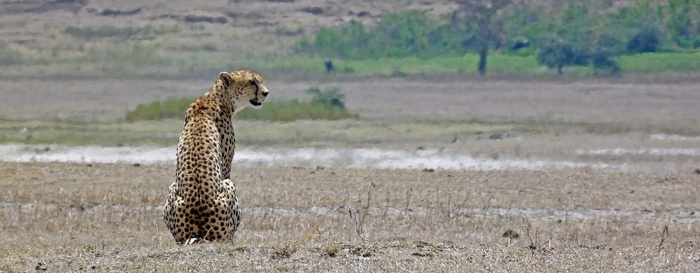 Gepard i Ngorongorokratern.