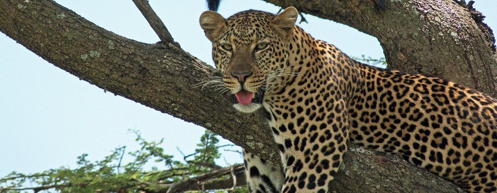 Leopard i klassiskt viloläge på en gren. 