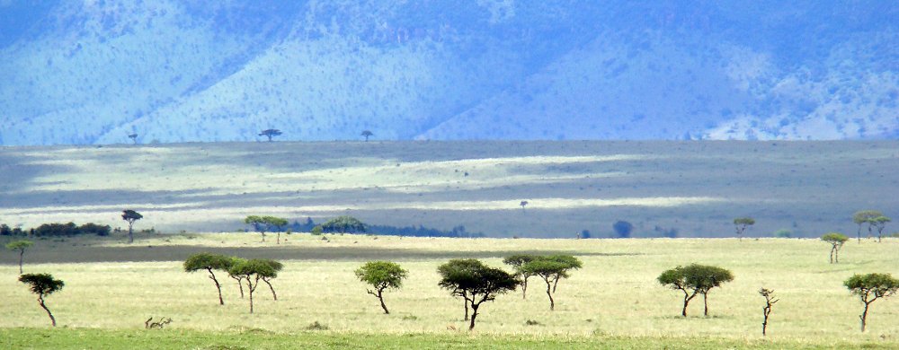 Masai Mara i Kenya.