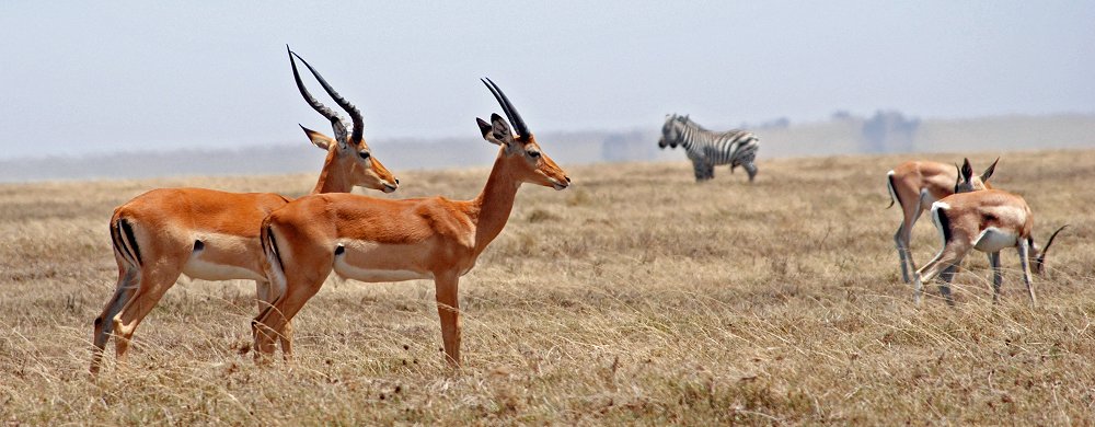 Dubbletter i Serengeti: impalaantiloper, zebror och Grants gaseller.