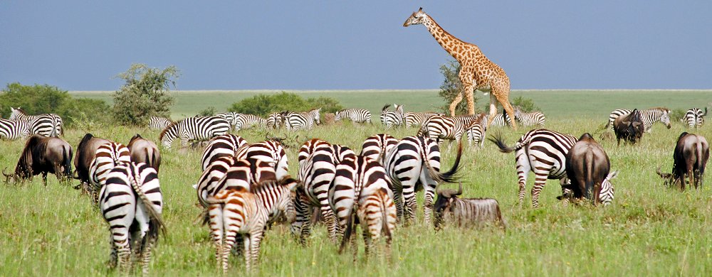 Djurliv i Serengeti i Tanzania.