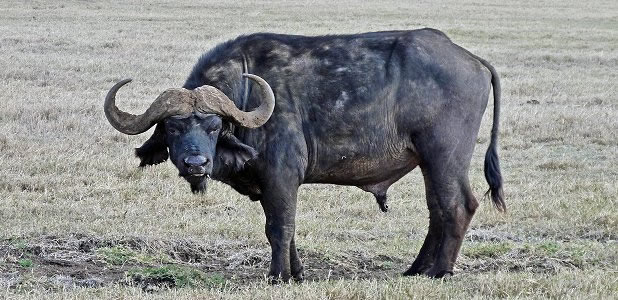 Afrikansk buffel.
