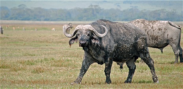 Afrikansk buffel.