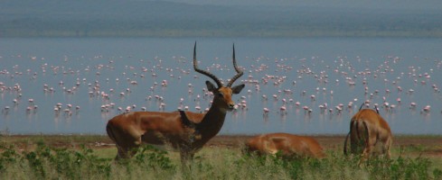 Impalaantiloper vid Lake Manyara. I bakgrunden flamingor.