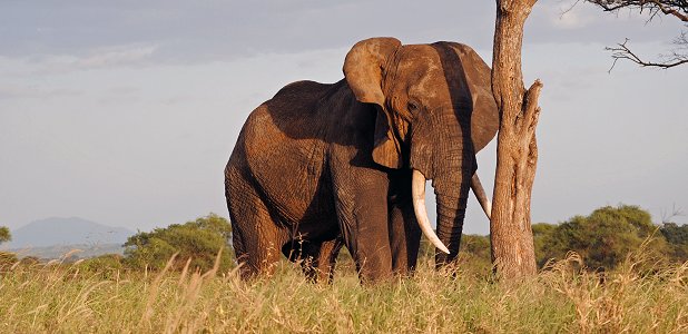 Elefanthane med rejäla betar i Tarangire.