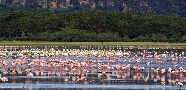 Fågelsjö med flamingor, styltlöpare, hägrar och pelikaner.