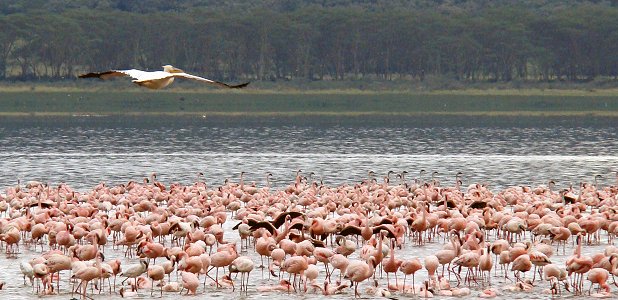 Flamingor och en vit pelikan i Lake Nakuru.