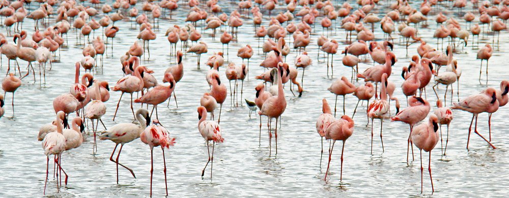 Flamingor i sodasjö.