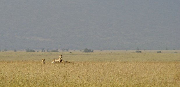 Geparder på spaning på savannen.
