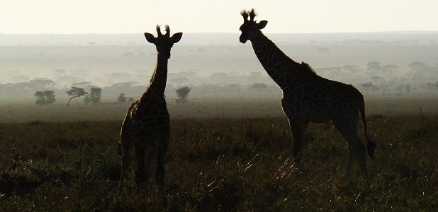 Giraffkalvar i Serengeti.