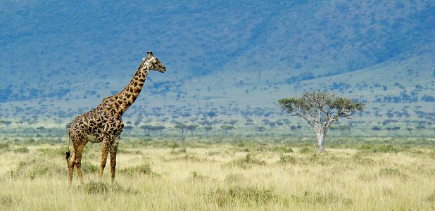 Giraff med Oloololobranten i västra Masai Mara i bakgrunden. 