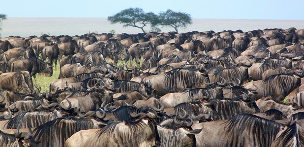 Djursäsong. Gnuvandring i Serengeti.