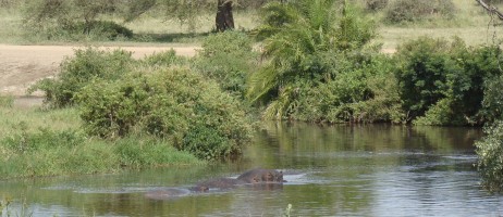 Flodhästhölja i Seronerafloden i Serengeti.