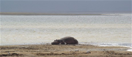 Flodhäst vid Lake Magadi i Ngorongorokratern.