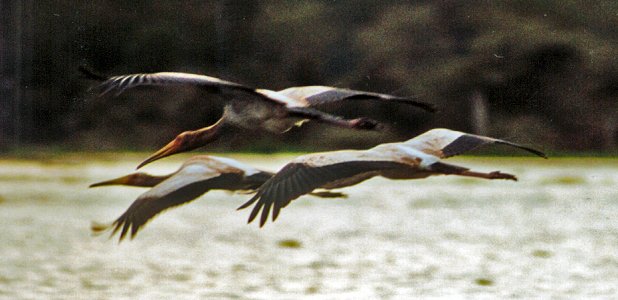 Afrikanska ibisstorkar över Lake Naivasha.
