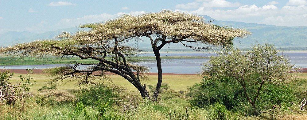 Blommande paraplyakacia vid Lake Manyara i Tanzania.