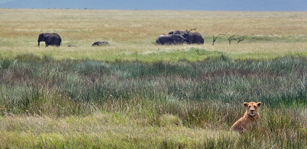 Lejon och elefanter på savannen.