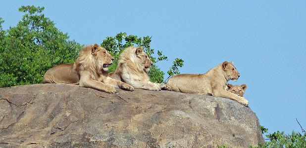 Lejon i Serengeti i Tanzania. Hälften av Afrikas alla lejon lever i Tanzania. 