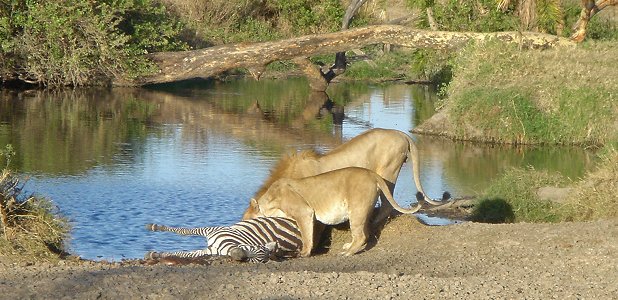 Ett lejonpar äter på en fälld zebra vid Seronerafloden i Serengeti.