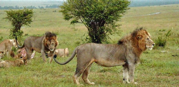 Lejon i Masai Mara i Kenya.