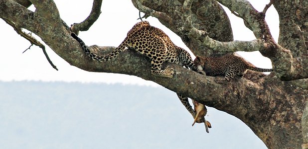 Leopardmamma tränar sin unge med en en fångad hare.