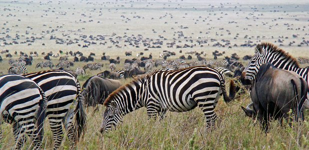 Gnuer och zebror ur migrationen.