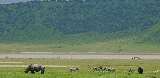 Djurliv kring sodasjön Lake Magadi nere i Ngorongorokratern.
