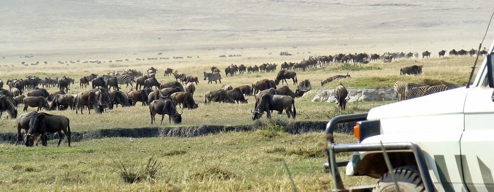 Djurskådning i Ngorongorokratern.
