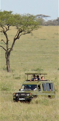 Djurskådning i safarijeep i centrala Serengeti. Djurskådning i safarijeep i centrala Serengeti.