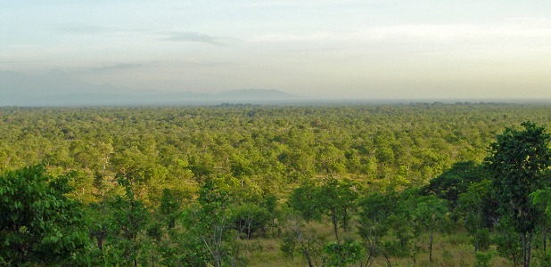 Utsikt över trädsavannen i norra Nyerere. 