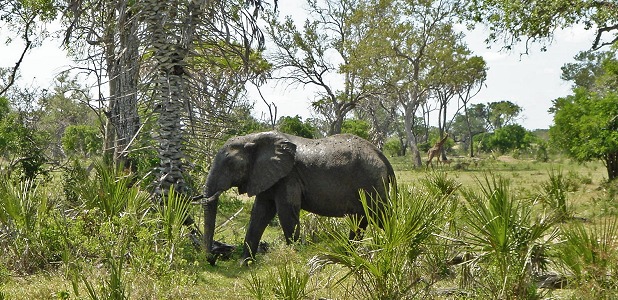 Elefant i Nyerere.