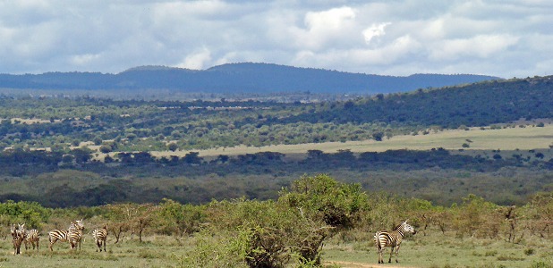 Solio, ett privat reservat i centrala Kenya.