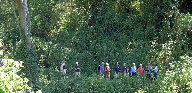 Vandring i Ngorongorobergen med botaniker som guide.