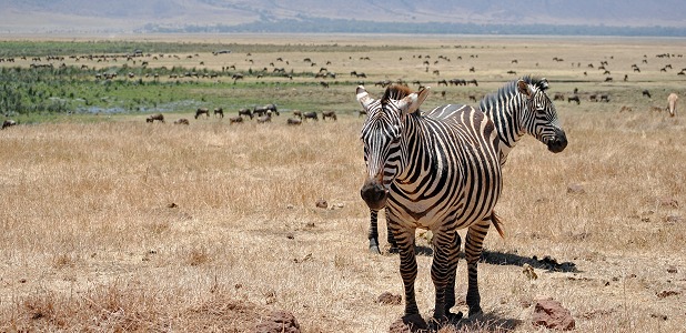 Zebror i Ngorongorokratern.
