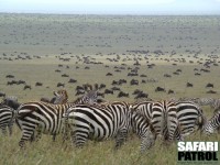 Migrationen. (Söder om Naabi Hill i Serengeti National Park, Tanzania)