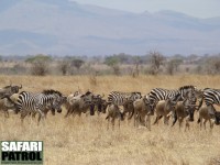 Zebror och gnuer i Tarangire. Jämför gnuernas färg med gnuer i Serengeti på andra bilder – de tillhör olika raser. (Lemiyon i Tarangire National Park, Tanzania)